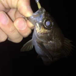 ライトゲームにゃキツイ時期ですなぁ