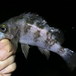 爆釣メバリング!!