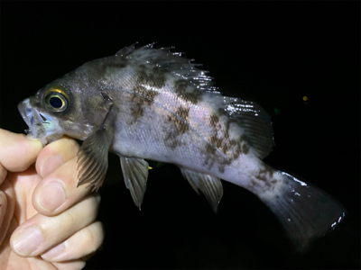 爆釣メバリング!!