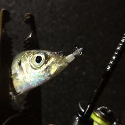 アジング練習 113  ERFS-54-ULS-TZ 鱗付け