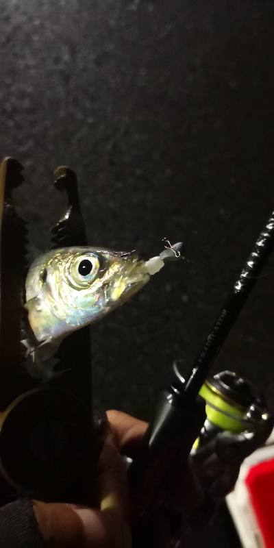 アジング練習 113  ERFS-54-ULS-TZ 鱗付け