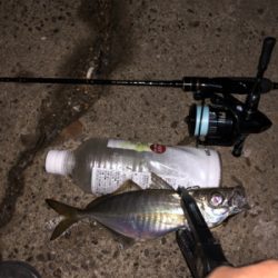 アジング 良型が2月半ばなのにどこでも釣れる