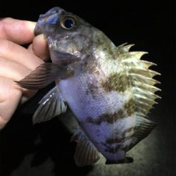 雨上がりのメバリング