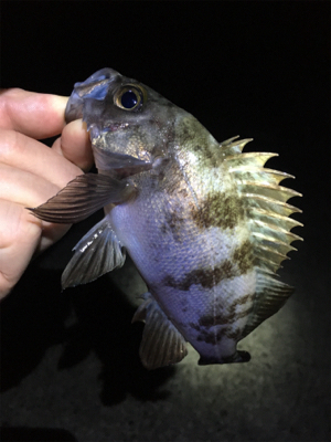 雨上がりのメバリング