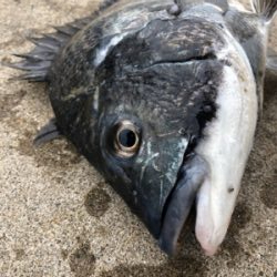 エビ撒き　朝マヅメに短時間で地合い