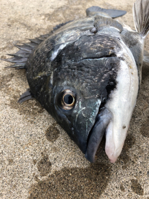 エビ撒き　朝マヅメに短時間で地合い