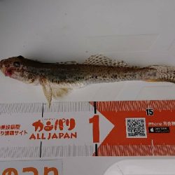 久しぶりの淡路島釣行