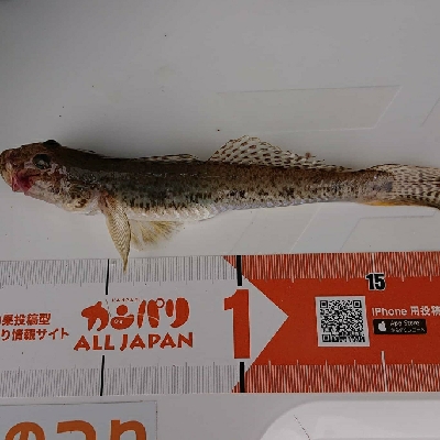 久しぶりの淡路島釣行