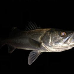 まさかのヒラメ