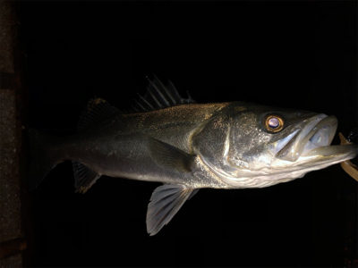 まさかのヒラメ