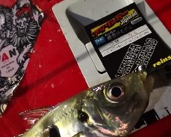 アジング練習  114