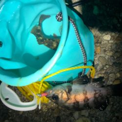 短時間メバリング