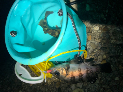 短時間メバリング