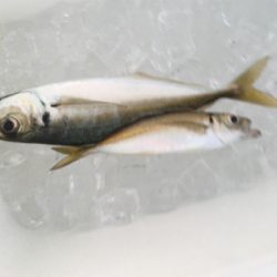 まだ釣れるけど