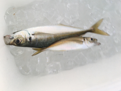 まだ釣れるけど