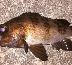 メバリング1805〜1850