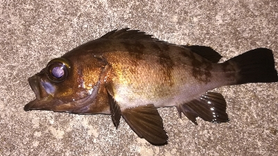 メバリング1805〜1850