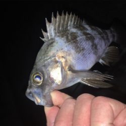 明石周辺メバリング