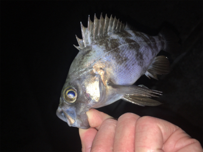 明石周辺メバリング