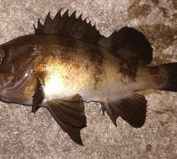 メバリング1805〜1850