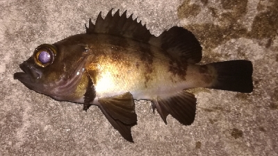 メバリング1805〜1850