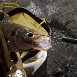 アジング練習 115