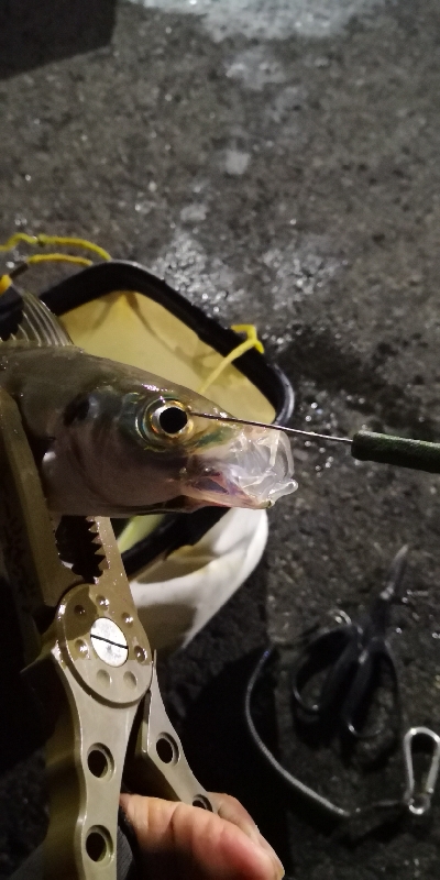 アジング練習 115