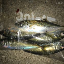 癒しのアジング(^｡^)