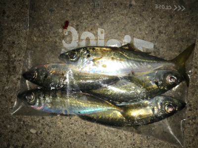 癒しのアジング(^｡^)