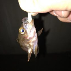 やっと釣れた！！！