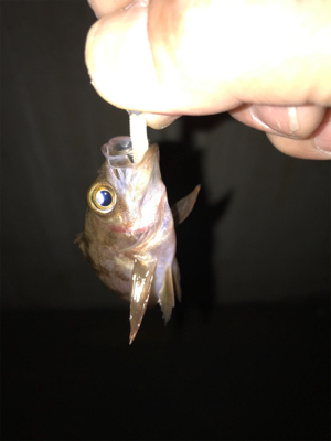 やっと釣れた！！！