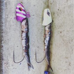 洲本沖　　太刀魚