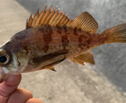 サクッとメバリング