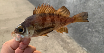 サクッとメバリング