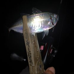 アジング練習 116