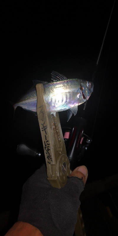 アジング練習 116