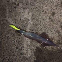 仕事終わりにヤリイカエギング