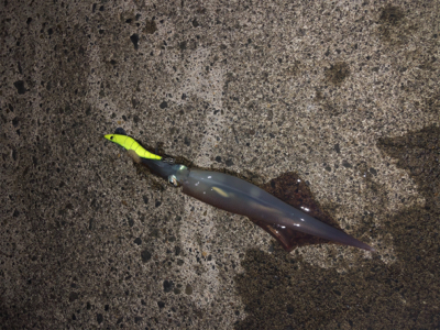 仕事終わりにヤリイカエギング