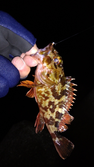 ナイトメバリング