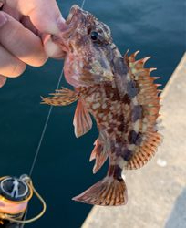 メバル昇り調子