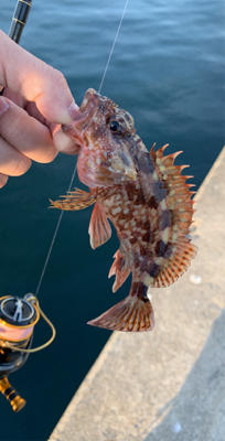 メバル昇り調子