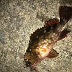 厳しくなってきましたねぇ