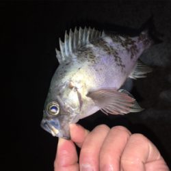 アフターメバル回復傾向