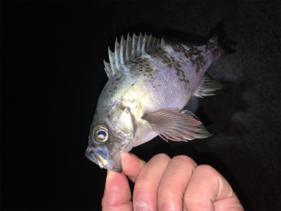 アフターメバル回復傾向