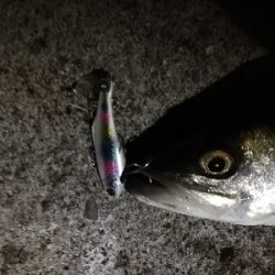 ナイトシーバスゲーム