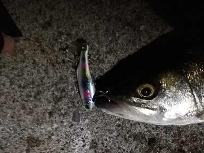 ナイトシーバスゲーム