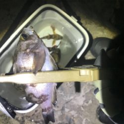 そよ風メバリング