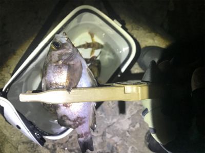 そよ風メバリング