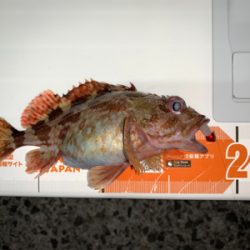 メバルを求めて