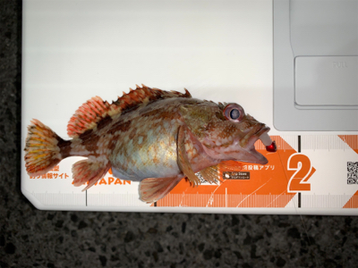 メバルを求めて